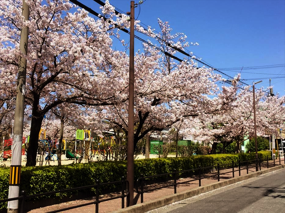 新春の桜の木