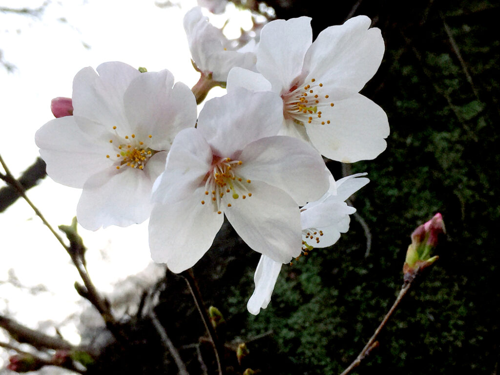 春先の桜